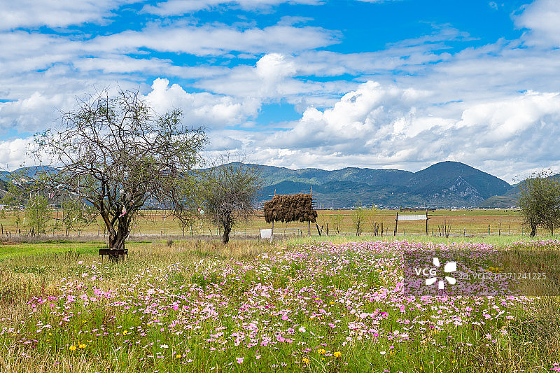 云南香格里拉纳帕海依拉草原上一片花田图片素材