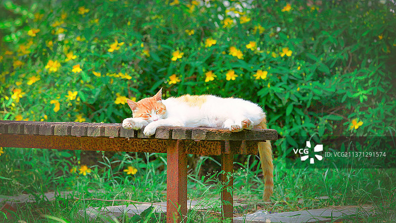 慵懒晒太阳的猫图片素材