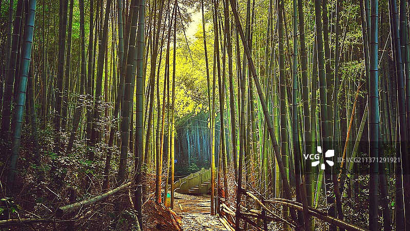 竹园春光图片素材