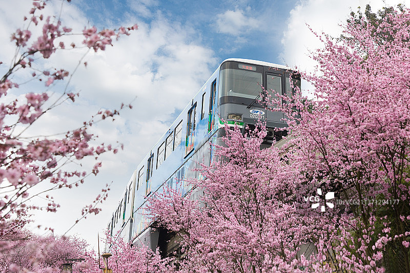 开往春天的列车经过花海，拍摄于重庆佛图关公园图片素材