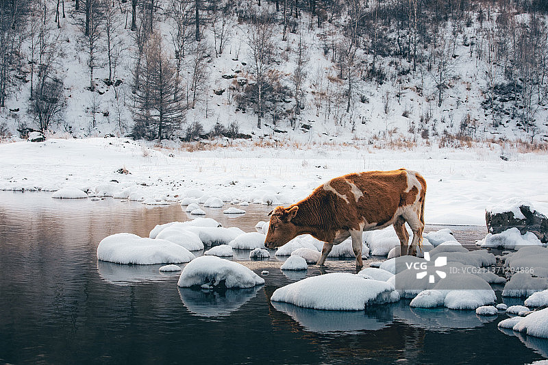 内蒙古呼伦贝尔市不冻河图片素材