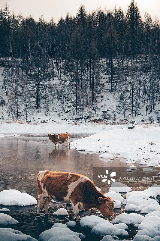内蒙古呼伦贝尔市不冻河图片素材
