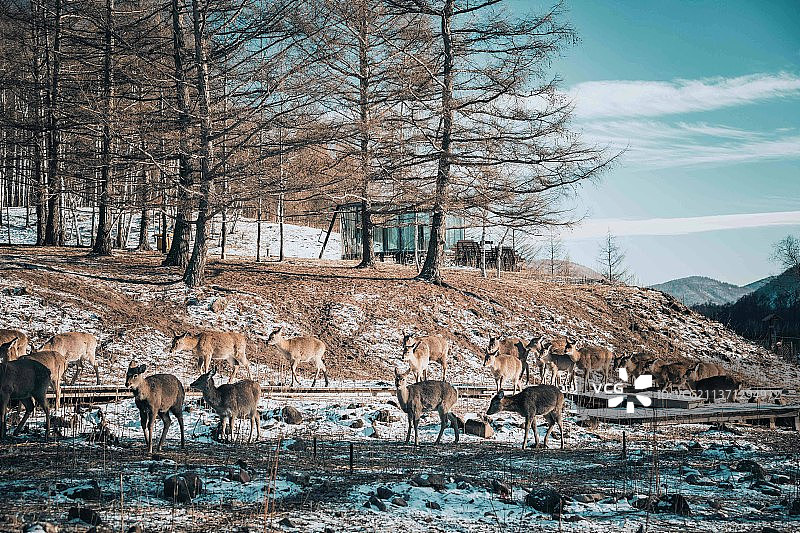吉林省临江市雪村图片素材