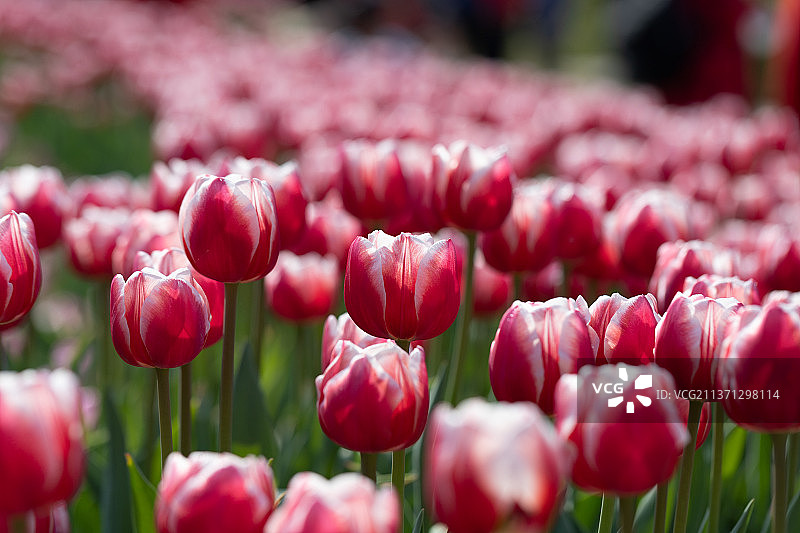 深圳香蜜公园郁金香盛开图片素材