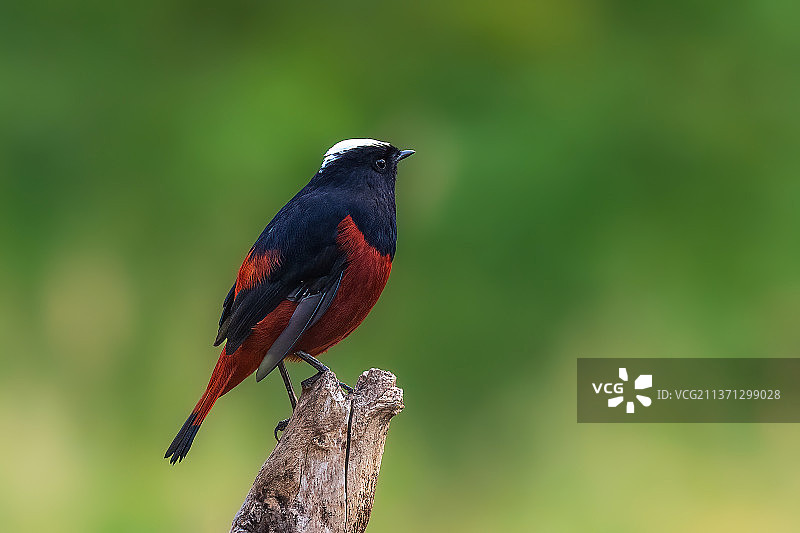 白顶溪鸲图片素材