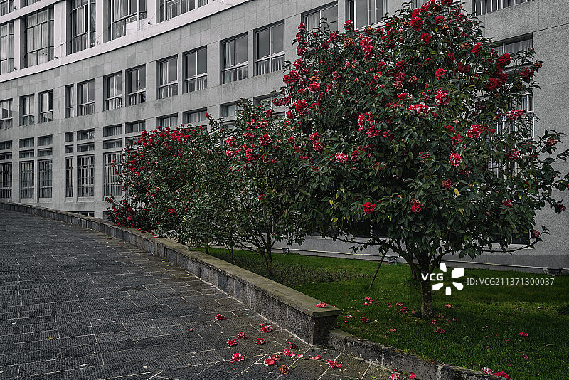 办公楼下盛开的茶花图片素材