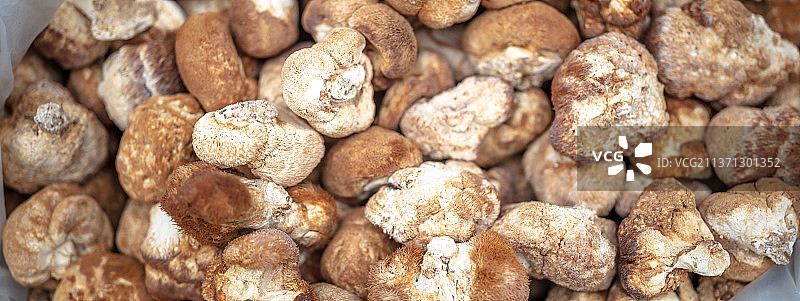 猴头菇图片素材