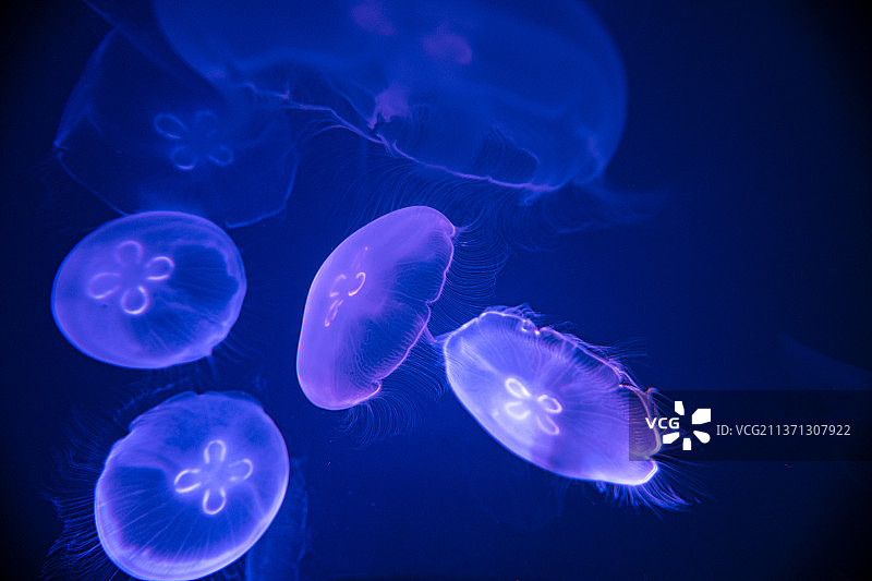发光的水母图片素材