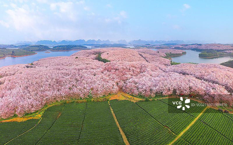 樱花树林旁的茶园图片素材