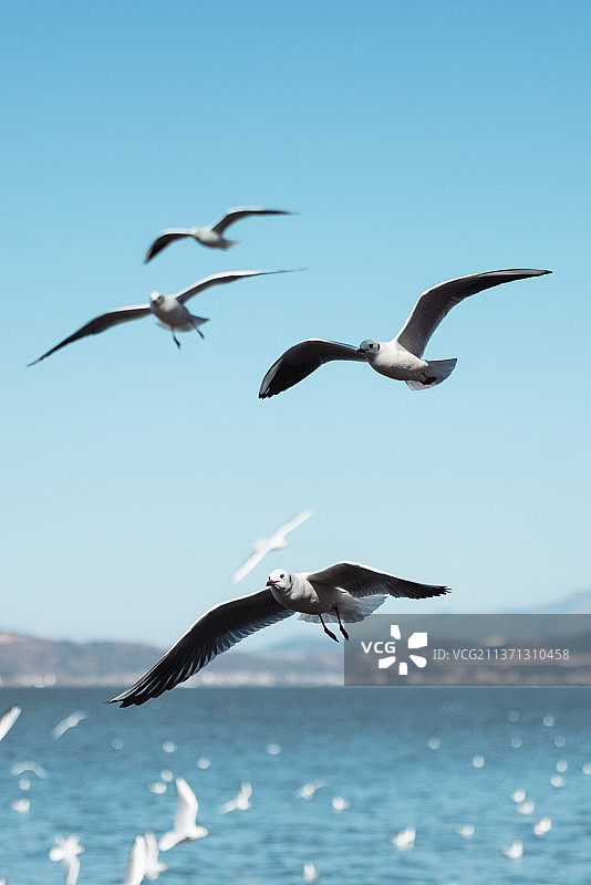 海鸥图片素材