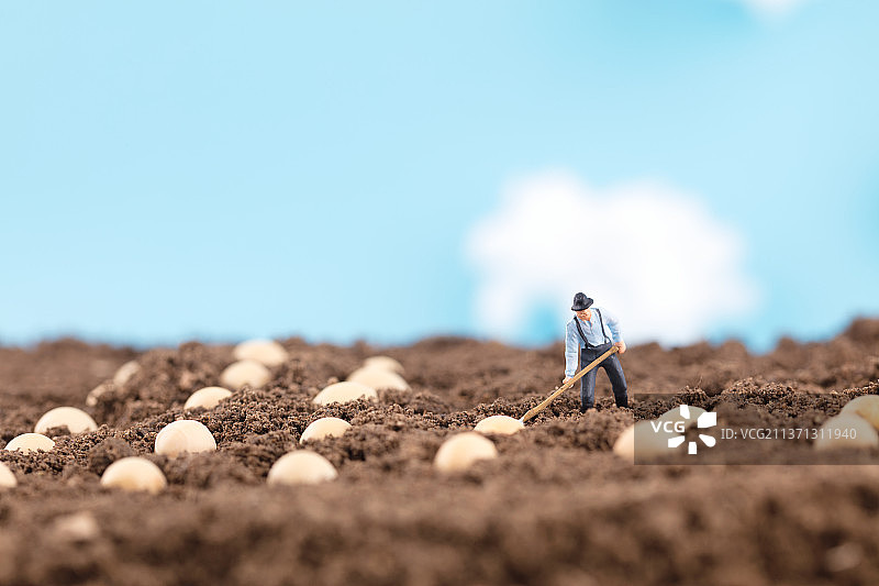 种地的农民把黄豆种进土壤里图片素材