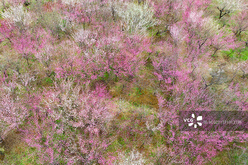 武汉梅园梅花图片素材