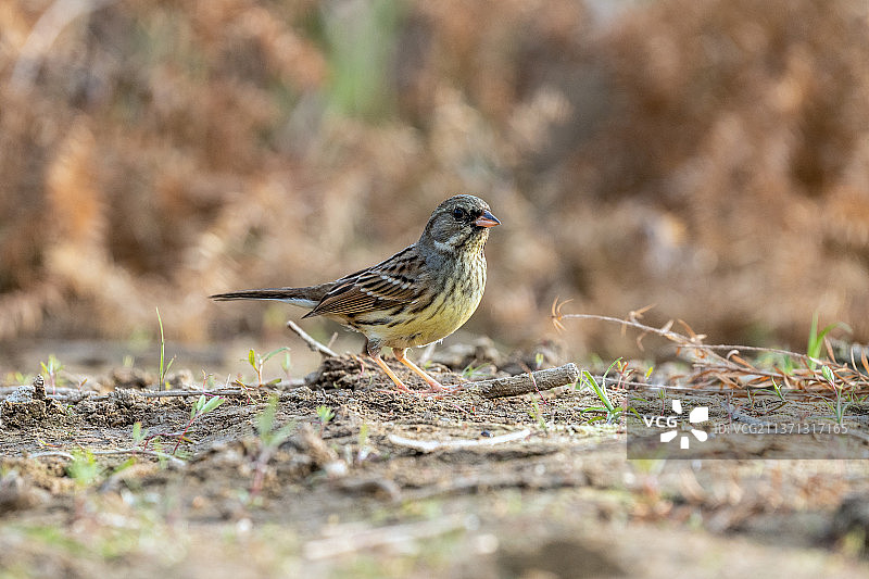 一只灰头鹀飞落在田地上寻觅翻食散落在地里的植物种籽图片素材