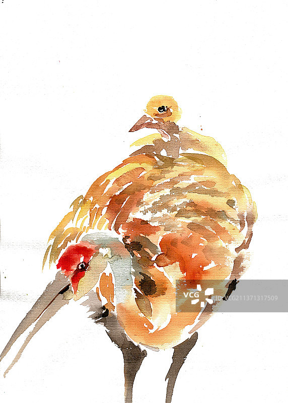 背上的幼鸟图片素材