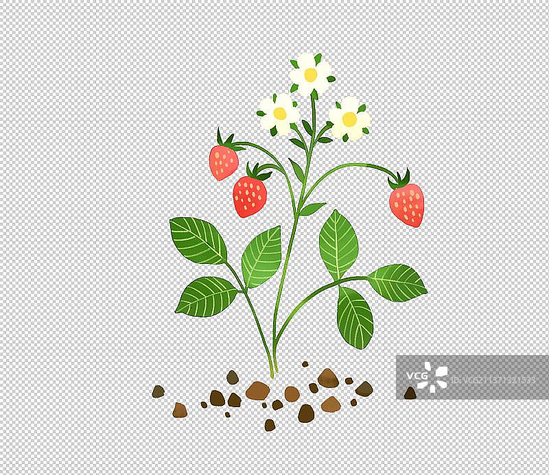 草莓插画图片素材