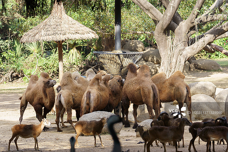 亚洲象 群居动物图片素材