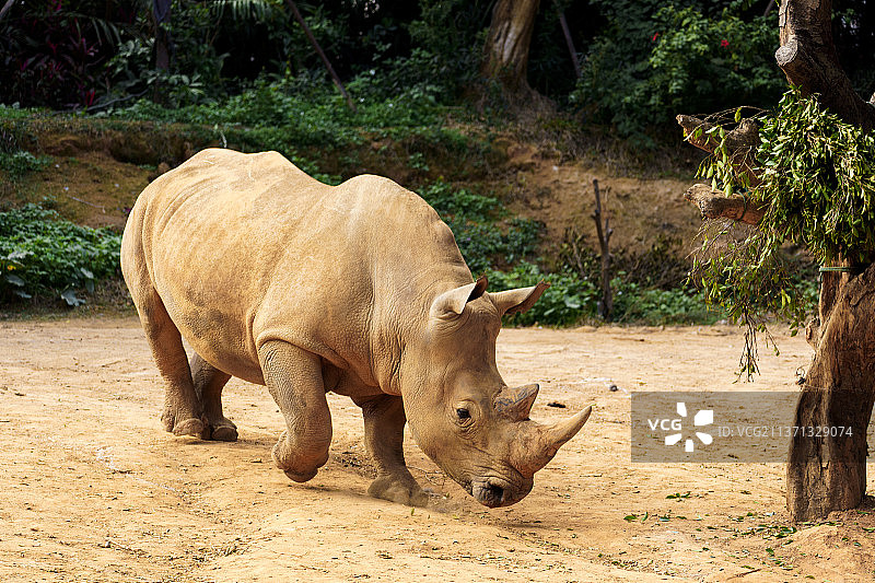 白犀牛图片素材