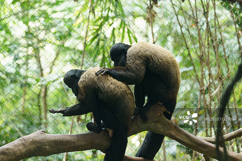 两只黑帽悬猴图片素材