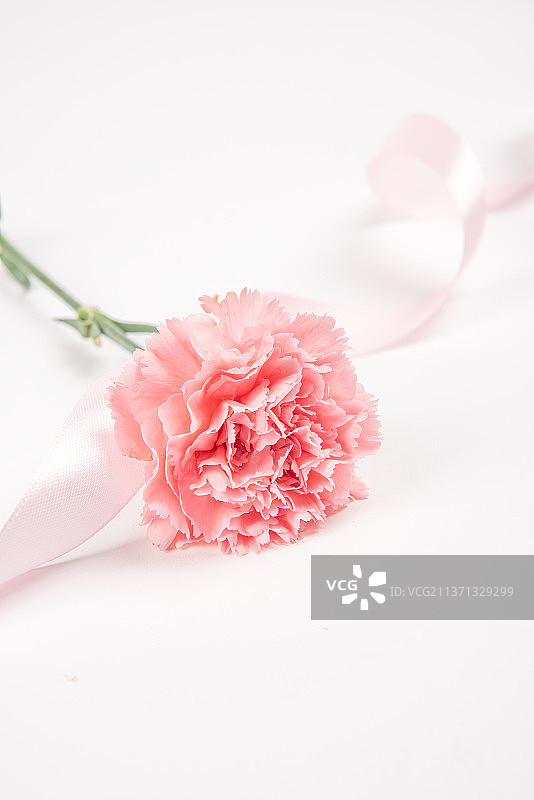 白色背景上的康乃馨图片素材