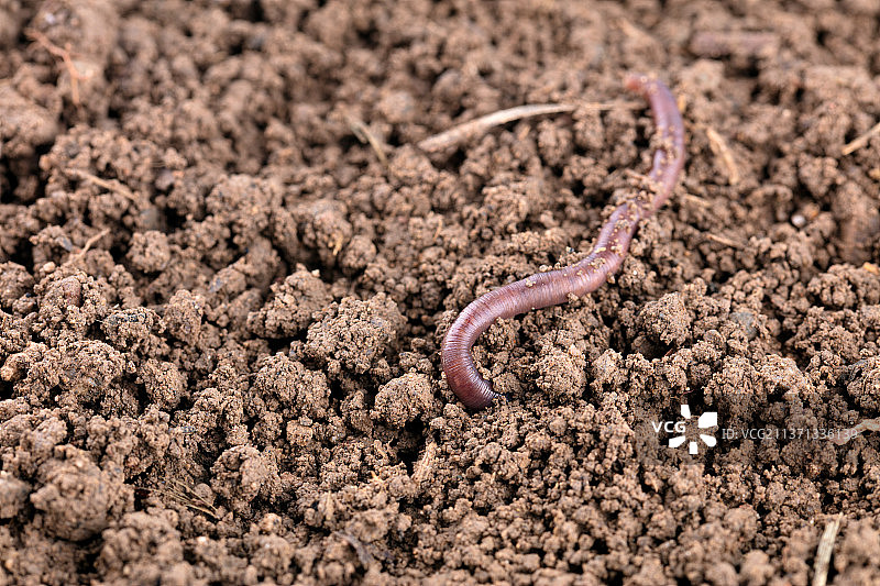 一条正往土里钻的蚯蚓图片素材