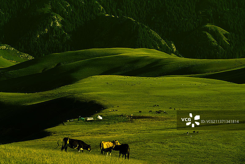 托乎拉苏大草原图片素材