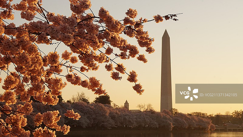 华盛顿纪念碑前的樱花图片素材