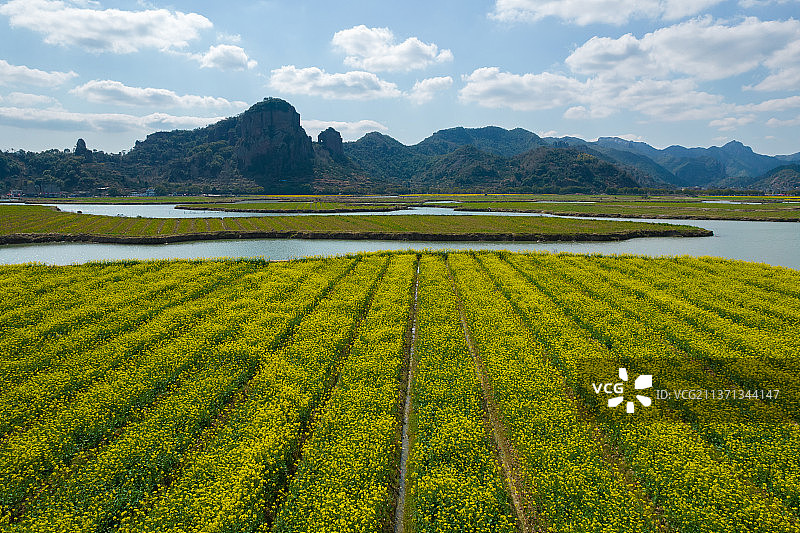 浙江台州桃渚油菜花桃渚古城图片素材