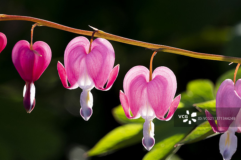 东湖牡丹园图片素材