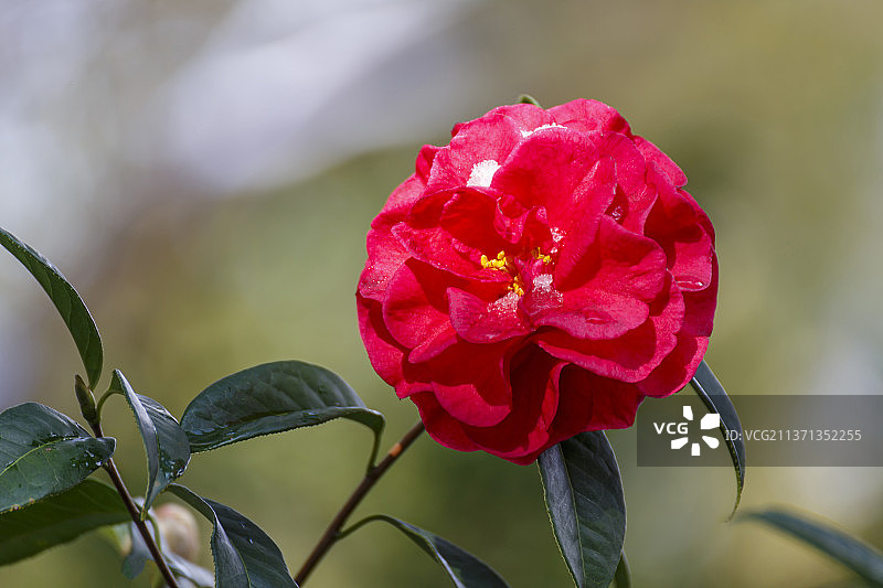 昆明翠湖公园   雪后茶花图片素材