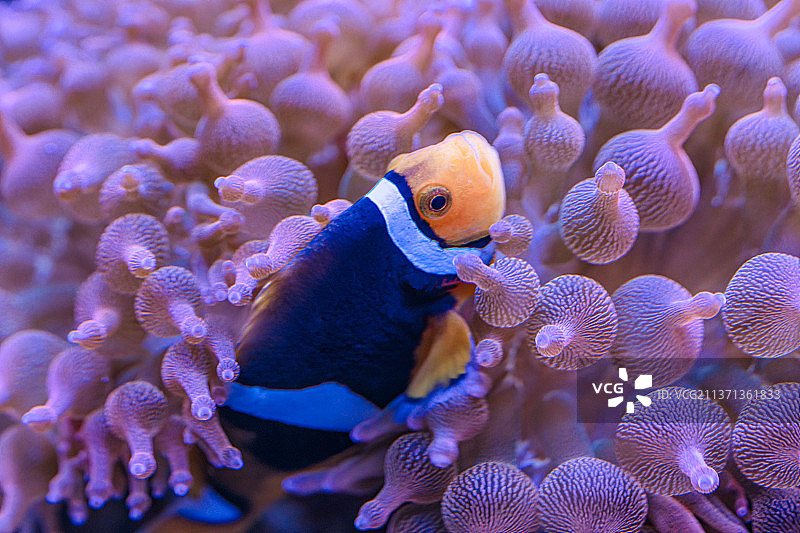 小丑鱼和粉色的奶嘴海葵图片素材