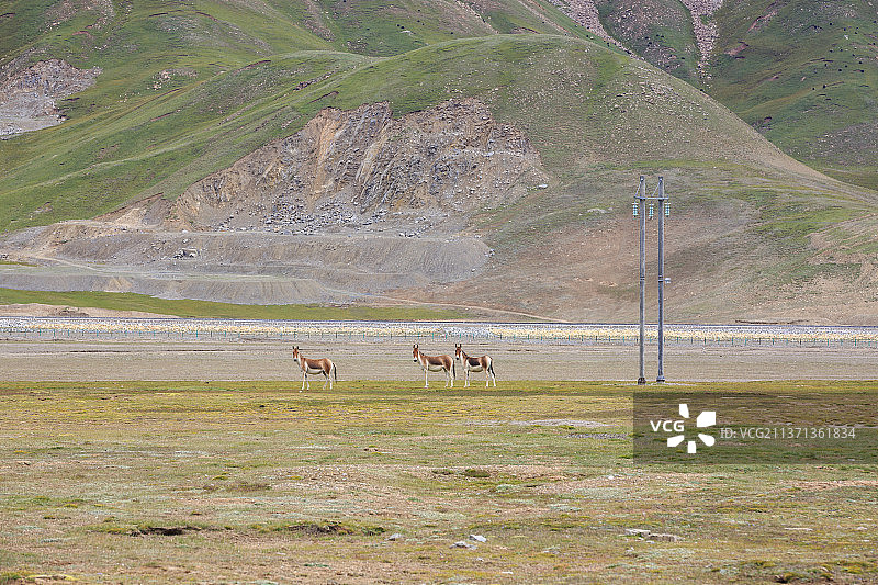 可可西里的野驴图片素材