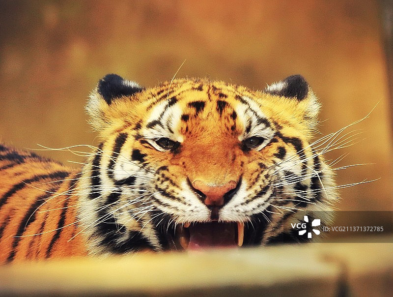 老虎躲猫猫-我在这里图片素材