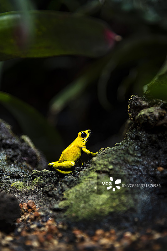 最美丽的黄金箭毒蛙图片素材