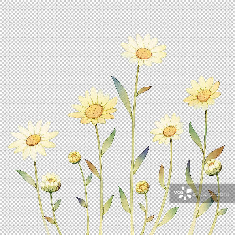 免抠元素花草小雏菊水彩小清新图片素材