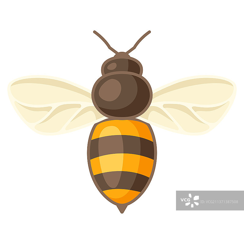 蜂蜜蜂图片，适用于食品图片素材