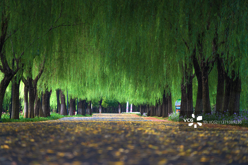 幽静的公园路+江苏省徐州市邳州市东湖街道辽河东路沙沟湖水杉公园图片素材