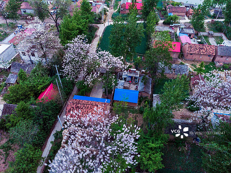 村落间的花树+江苏省徐州市邳州市新河镇图片素材