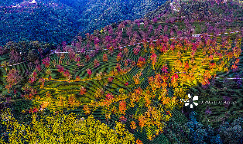 大理无量山冬樱花图片素材