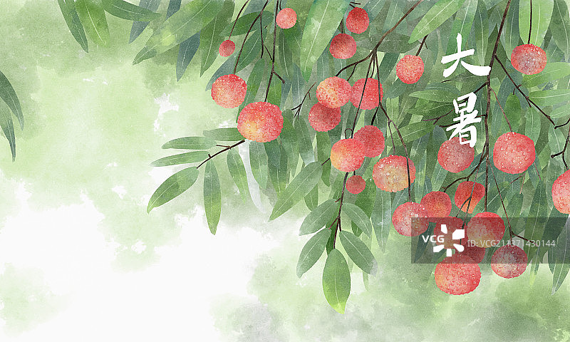 荔枝树上长满了成熟的荔枝图片素材