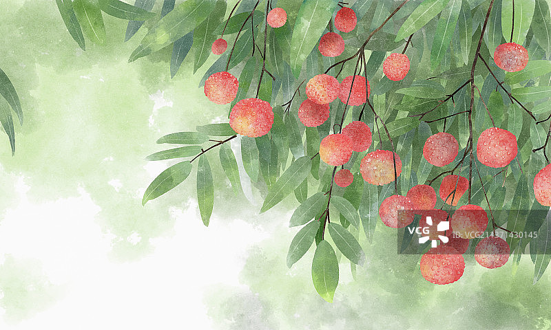 荔枝树上长满了成熟的荔枝图片素材