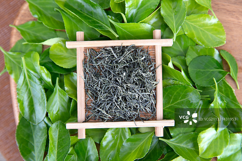 小盘里的绿茶茶叶在绿树叶上图片素材