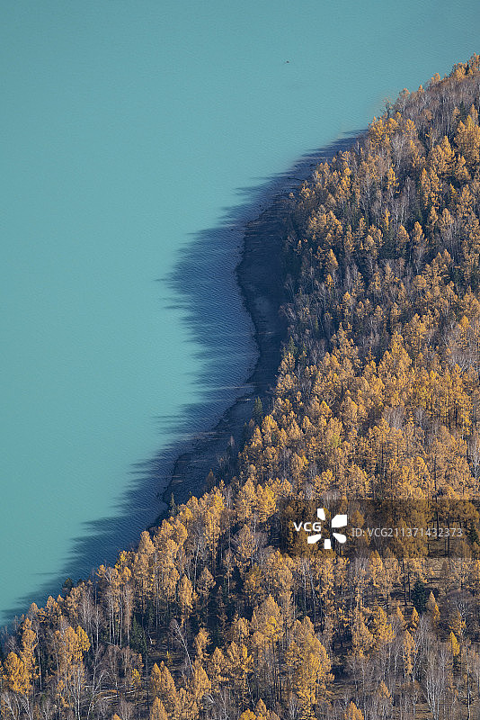 新疆喀纳斯金秋美丽风光图片素材