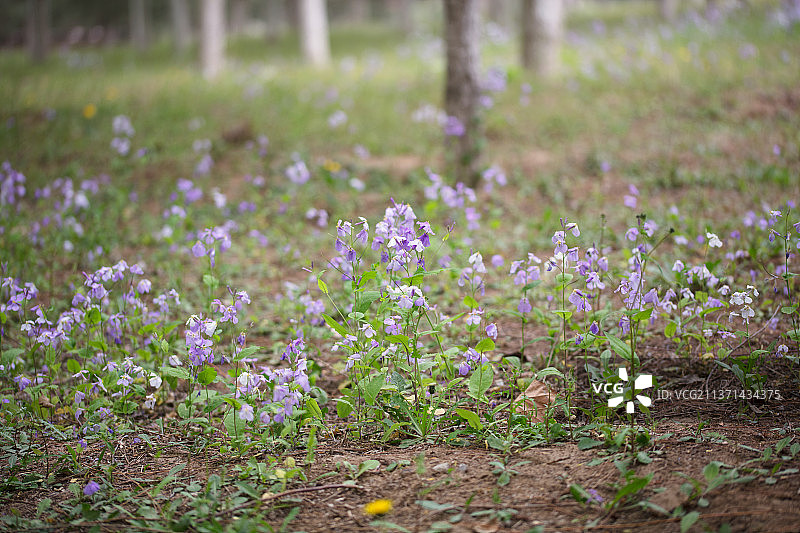 春天公园里的野花诸葛菜图片素材