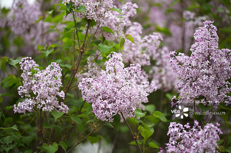 春季绽放的紫丁香特写图片素材