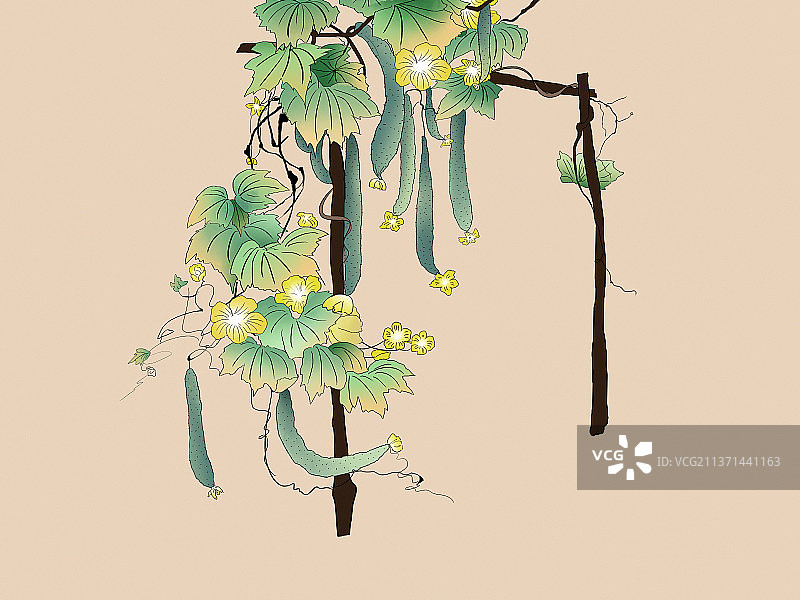 黄瓜藤上结满了很多绿黄瓜图片素材