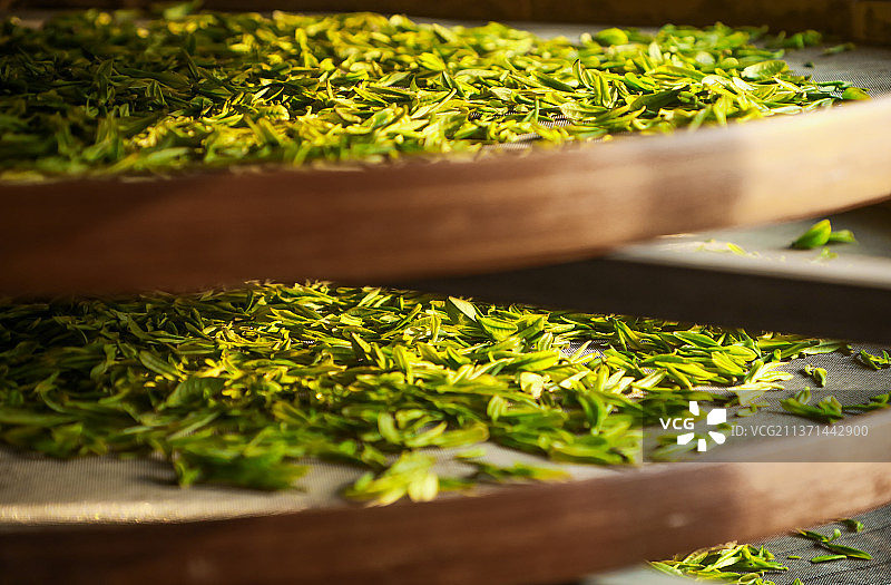 采摘下来的新鲜茶叶图片素材