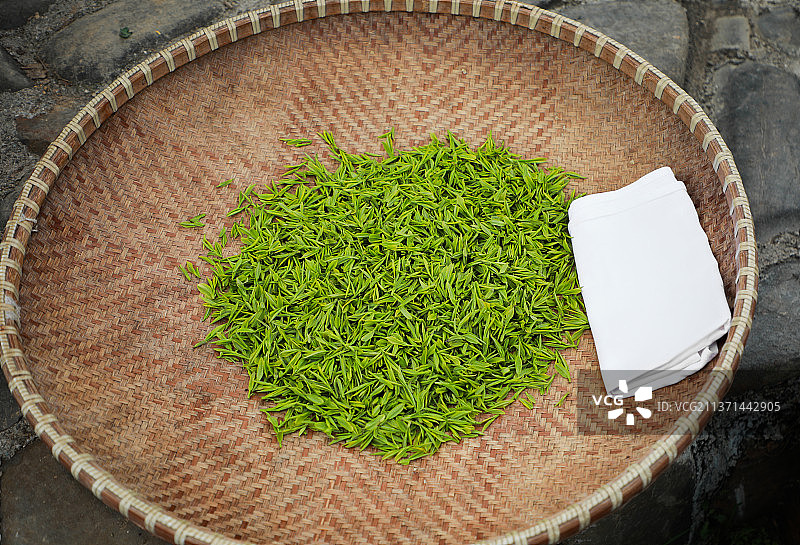 采摘下来的新鲜茶叶图片素材