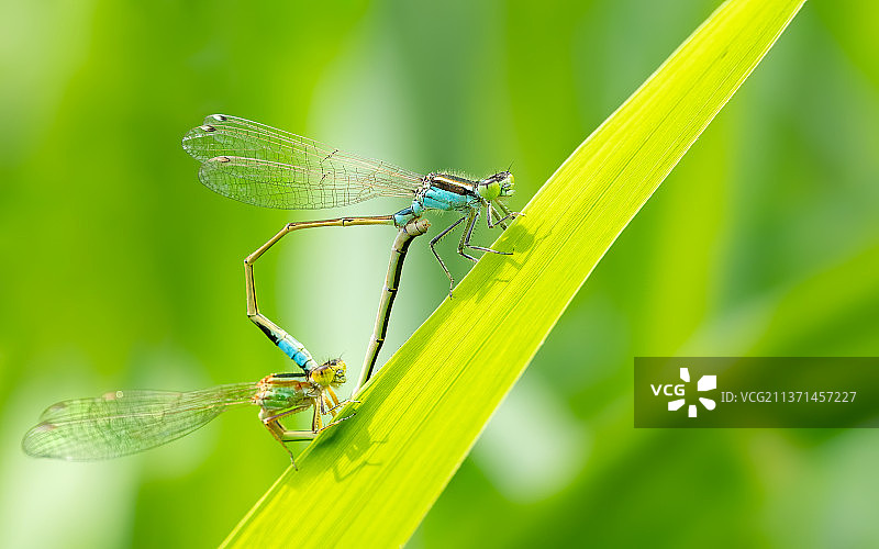 绿色植物上交配的豆娘图片素材