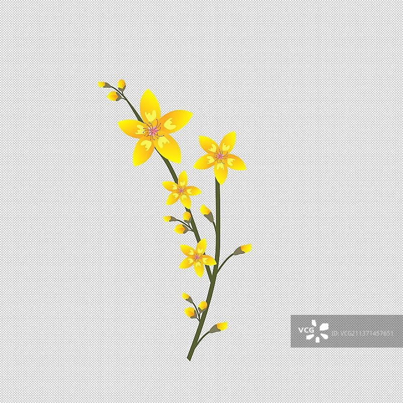 一支开满黄色的迎春花图片素材