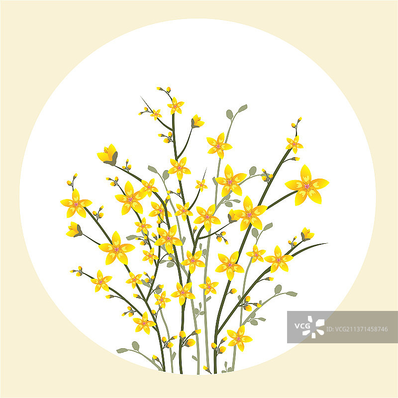 淡黄色的迎春花图片素材